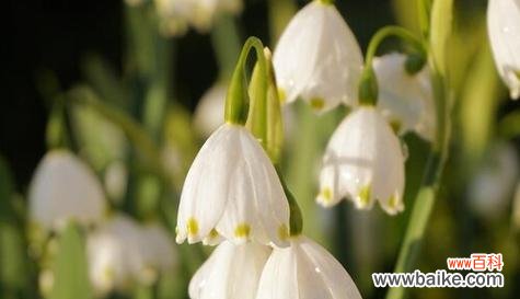 探索铃兰花语与寓意的奥秘 铃兰花