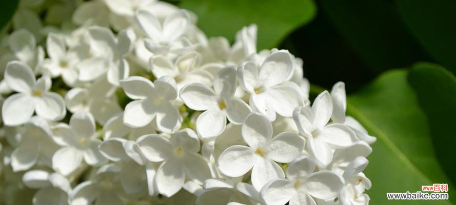 流苏花的花语是什么 流苏花的花语——传递美丽与快乐