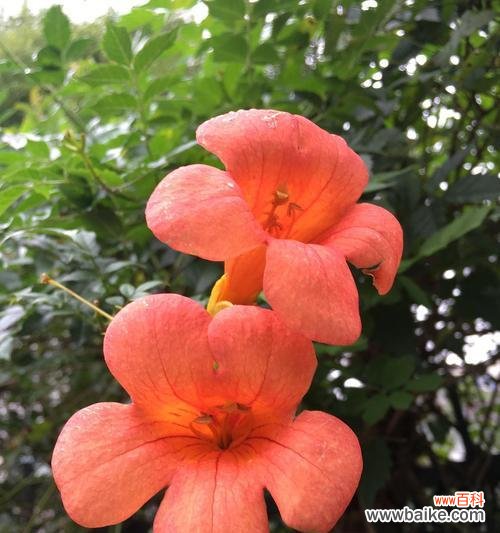 揭秘凌霄花的神秘花语与深刻寓意 凌霄花的花语与寓意