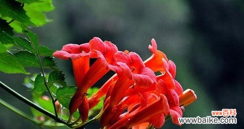 揭示凌霄花的美丽与神秘 凌霄花的寓意象征
