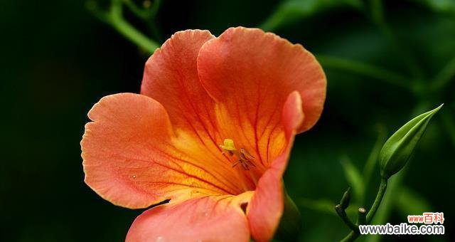 探索凌霄花的花语及其传达的美好寓意 凌霄花的花语与象征意义