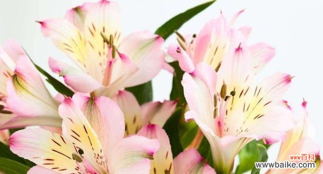 绽放的花海里藏着什么秘密 以六出花的花语