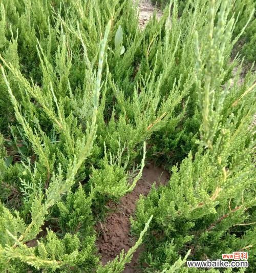 从古至今 龙柏的寓意与象征意义——树立坚强和永恒的形象