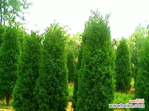 从古至今 龙柏的寓意与象征意义——树立坚强和永恒的形象