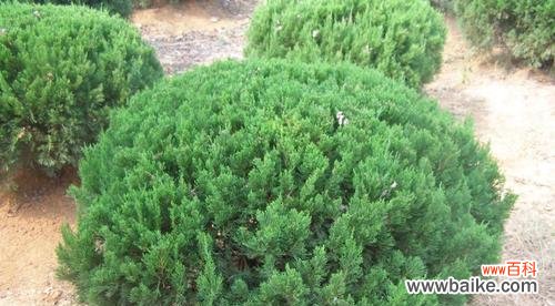 从古至今 龙柏的寓意与象征意义——树立坚强和永恒的形象