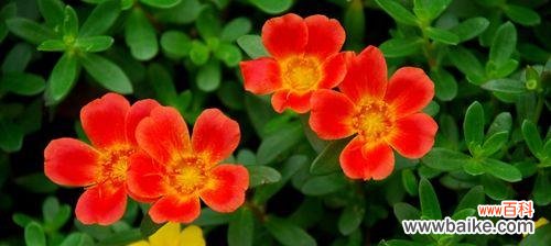 揭秘六月代表性的花朵魅力 六月花海