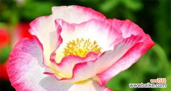 揭秘六月代表性的花朵魅力 六月花海