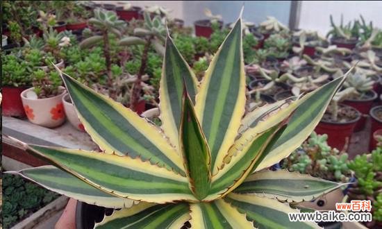 揭示龙舌兰花的神秘魅力及其象征意义 龙舌兰花的寓意与象征