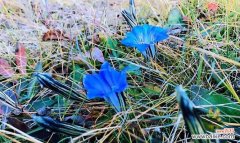 探寻龙胆花花语及其象征意义 龙胆花