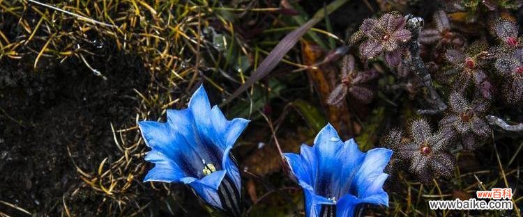 喜欢看你忧伤时的微笑 龙胆花之恬淡优雅，透过忧伤看到真实的你
