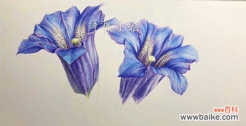 喜欢看你忧伤时的微笑 龙胆花之恬淡优雅，透过忧伤看到真实的你