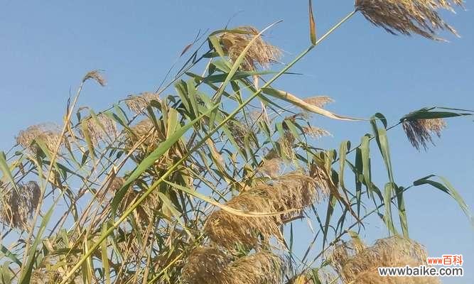 探索芦苇的象征意义与实际应用 芦苇的花语与用途