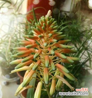 揭开芦荟花开之谜 芦荟开花的寓意与象征意义