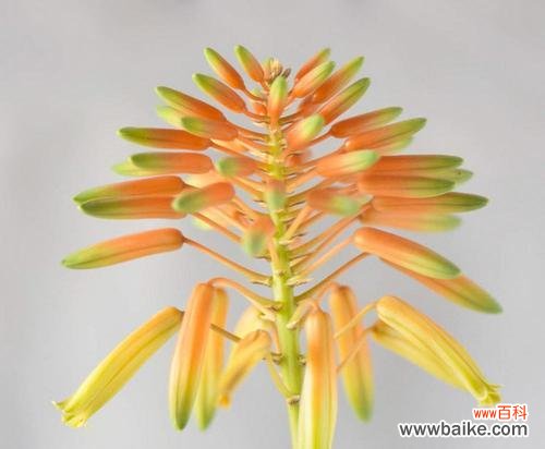 揭开芦荟花开之谜 芦荟开花的寓意与象征意义