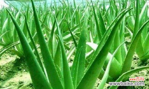 揭秘芦荟花的神奇花语及传说故事 芦荟花的花语与传说