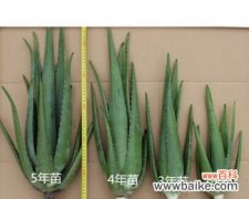 揭秘芦荟花的神奇花语及传说故事 芦荟花的花语与传说