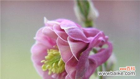 揭开耧斗菜的花语之谜 耧斗菜的花语与其意义