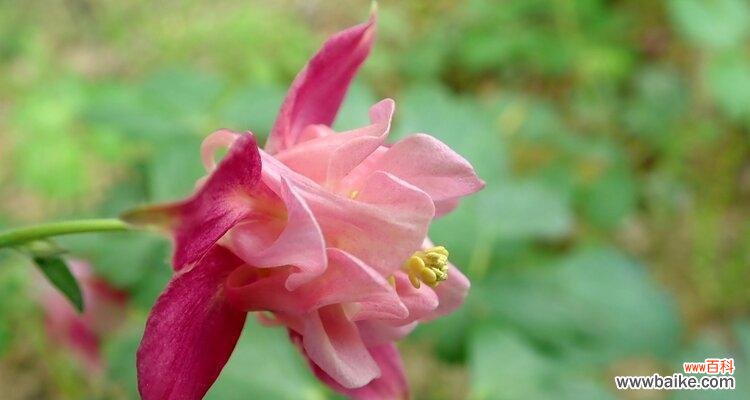 揭开耧斗菜的花语之谜 耧斗菜的花语与其意义