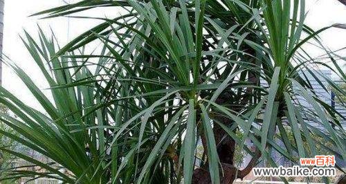 探寻龙血树的奥秘与传说 龙血树的寓意与象征意义