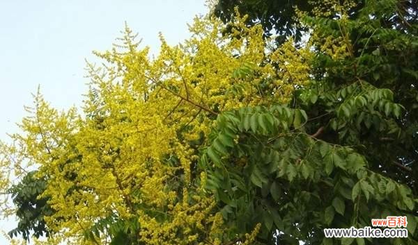 探索栾树的象征意义与美丽之处 栾树的象征意义——生命与希望的象征