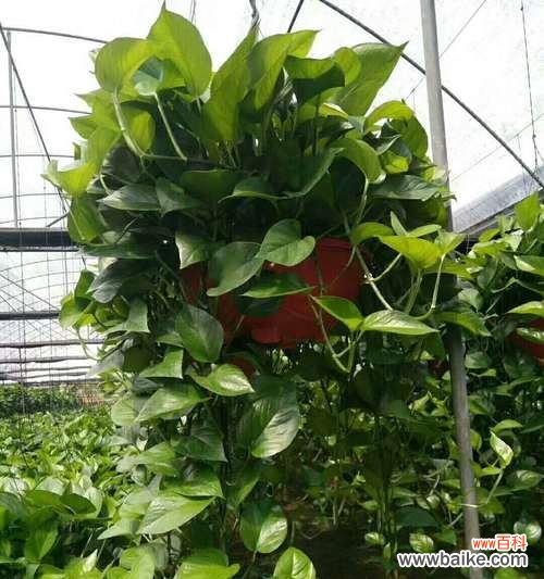 绿萝之谜解析及其在生活中的应用 绿萝花语的深意——探秘绿萝的象征与意义