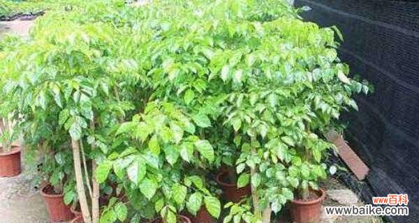 探索绿宝树的内涵与象征 绿宝树的寓意与意义