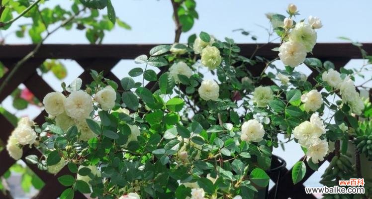 探寻绿玫瑰背后的神秘 绿玫瑰花语的含义与传承