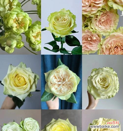 用一抹绿意传递温暖与重生 绿玫瑰花语