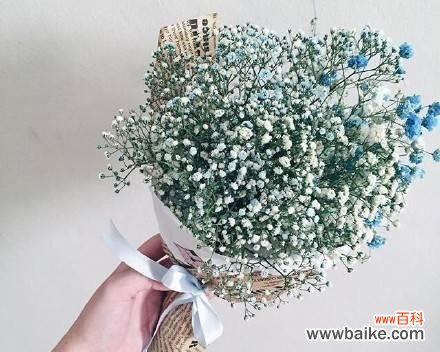 揭秘满天星花语的内涵与象征 满天星花语的深意