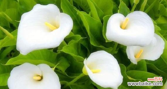 马蹄莲花的神秘花语揭秘 马蹄莲花的花语