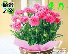 康乃馨花语的深意与情感表达的艺术 绿色康乃馨花语之美——探索康乃馨花的意义与传承