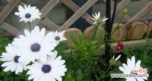 揭开绿色雏菊的神秘面纱 绿色雏菊