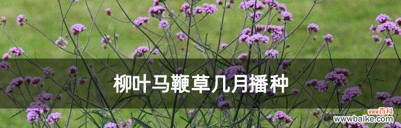 探寻以马鞭草花语的源起及其象征的意义 以马鞭草花语的深意与传承之美