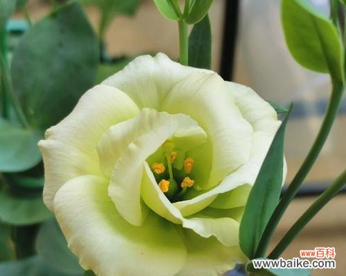 探寻洋桔梗花语 绿色洋桔梗花语的深刻寓意