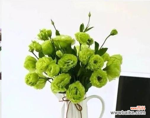 探寻洋桔梗花语 绿色洋桔梗花语的深刻寓意