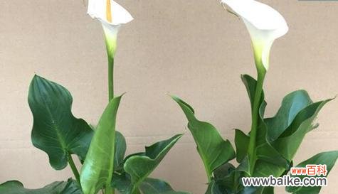 揭示以马蹄莲花的神秘力量及象征意义 以马蹄莲的花语与寓意