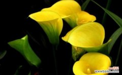 解读马蹄莲的花语及其象征意义 马蹄莲的花语探秘