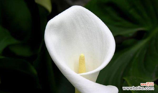 寓意深远的马蹄莲花语 马蹄莲