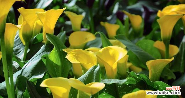 马蹄莲花语的深意及其美丽绽放 马蹄莲