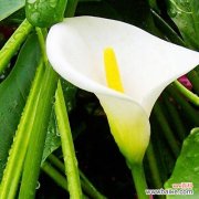 马蹄莲花语的深意及其美丽绽放 马蹄莲