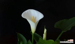 马蹄莲花的花语及其美好寓意 马蹄莲花