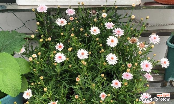 探索玛格丽特花的象征意义及其魅力所在 玛格丽特花的寓意及其美丽表达