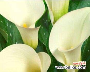 一朵寓意丰富的花朵 马蹄莲的寓意与象征意义