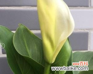 一朵寓意丰富的花朵 马蹄莲的寓意与象征意义