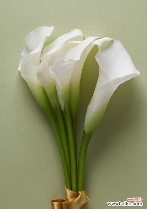 揭秘马蹄莲的象征意义及文化背景 以马蹄莲寓意什么