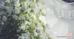 浪漫 满天星花语大解析