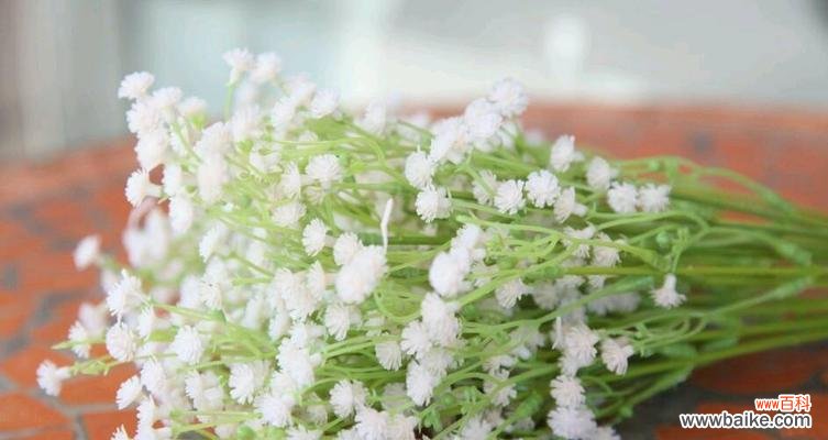 花开如繁星 满天星花语与象征意义