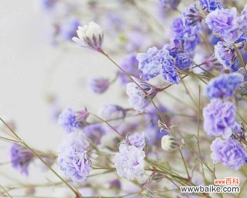 探寻满天星花的美丽与神秘 满天星的花语及象征意义