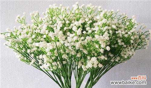 探寻满天星花的美丽与神秘 满天星的花语及象征意义