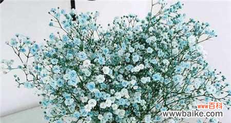 爱的绽放与美的舞蹈 满天星花语的深意——传递爱与美的使者